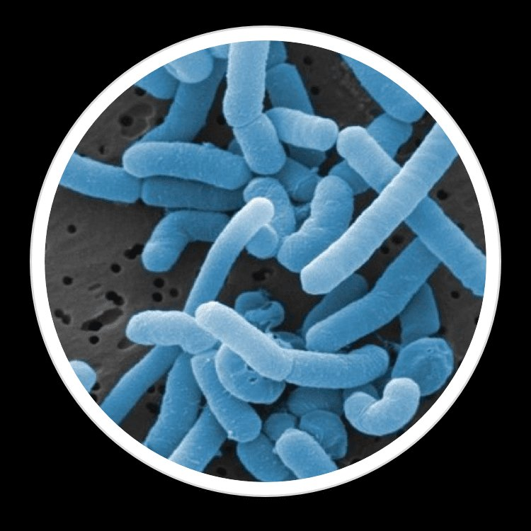 Lactobacillus Paracasei — ingredient in BrainSync