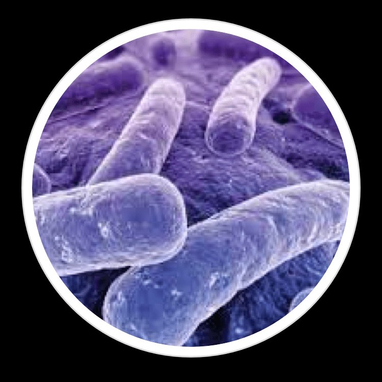 Lactobacillus Reuteri — ingredient in BrainSync