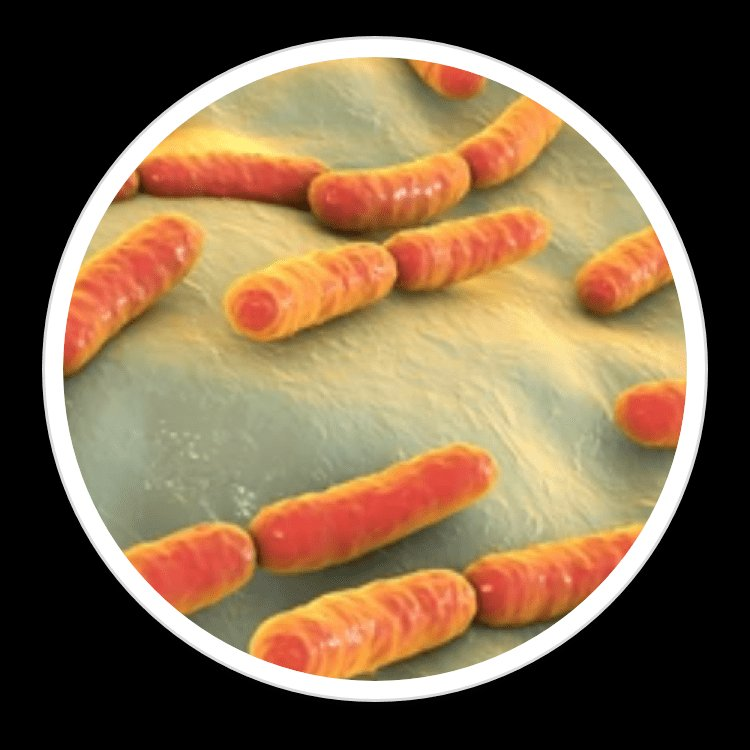 Salivarius A2 — ingredient in BrainSync