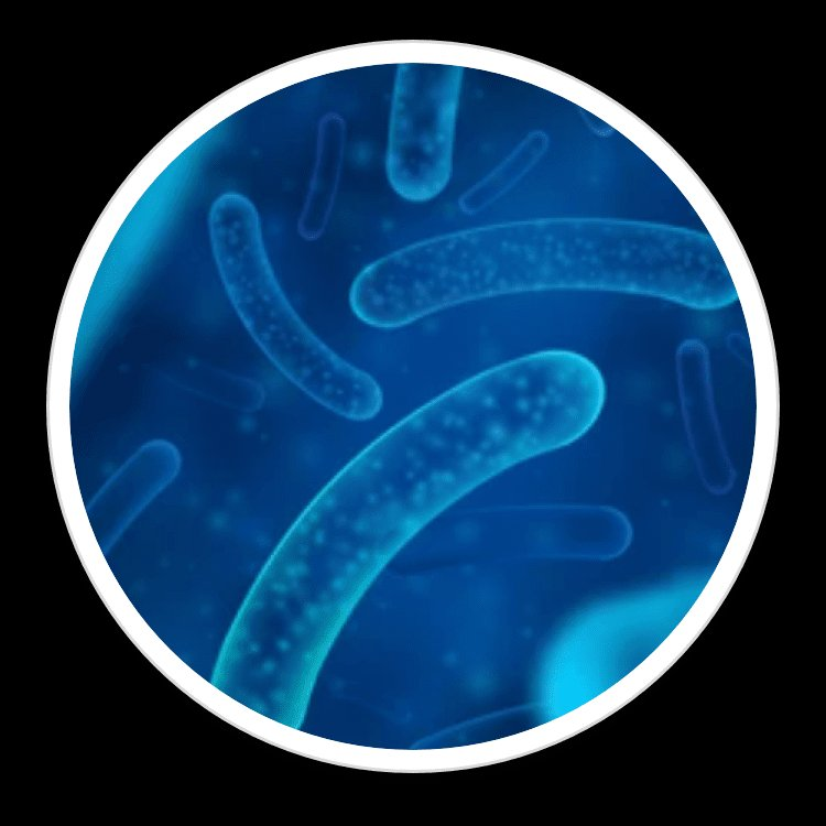 Salivarius B — ingredient in BrainSync